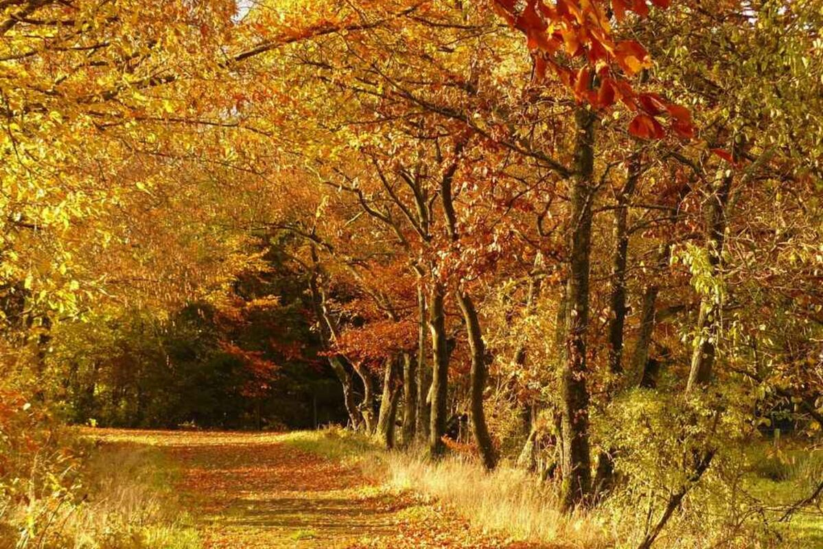 One of the best fall foliage spots to see autumn