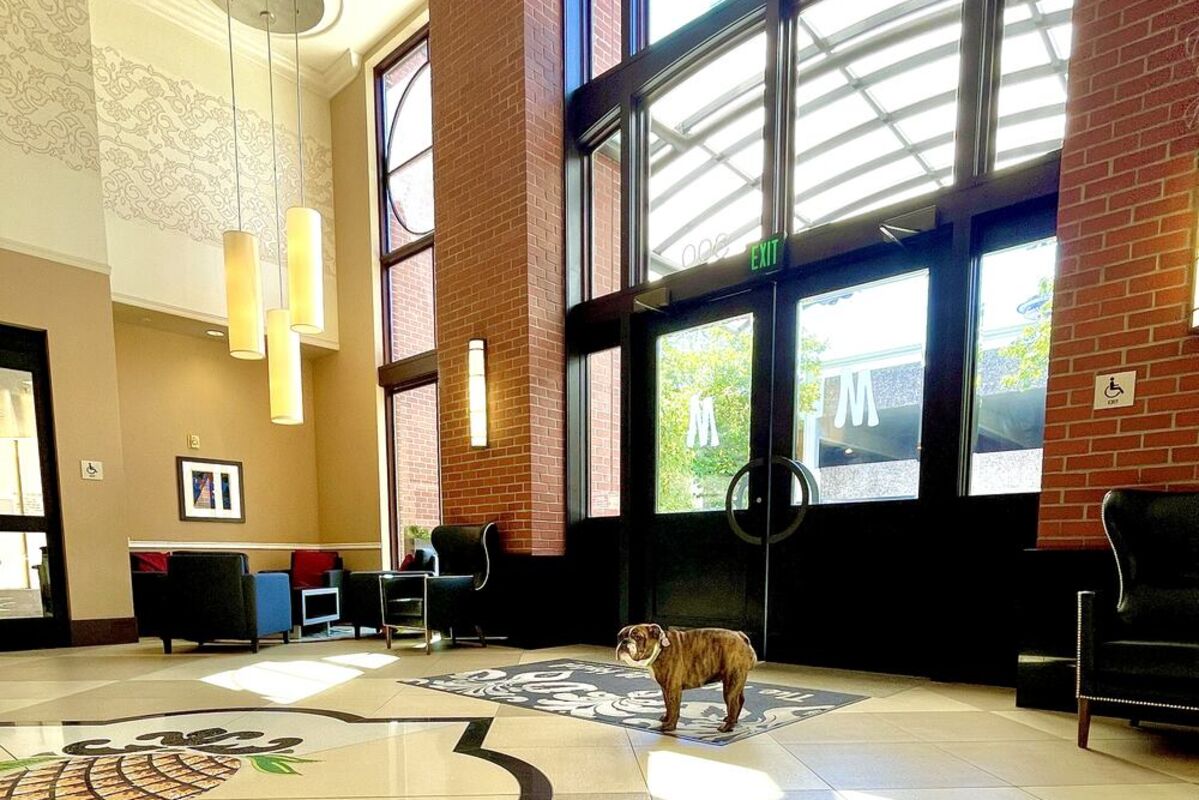 Dog in lobby of The Maxwell Hotel