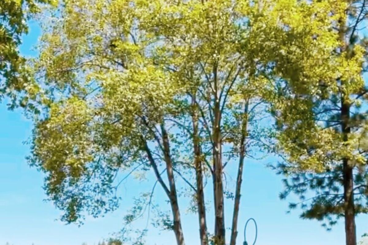 Couple enjoying a hug with trees and lake view in front of them.